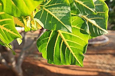 《寂静岭f》选择60年代背景有原因 或有真实事件背书