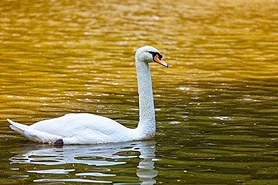 国产猎奇游戏《清纯少女俘获大叔》Steam版发售 仅售8元